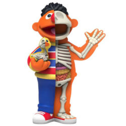 Freeny's Hidden Dissectibles: Sesame Street - Ernie